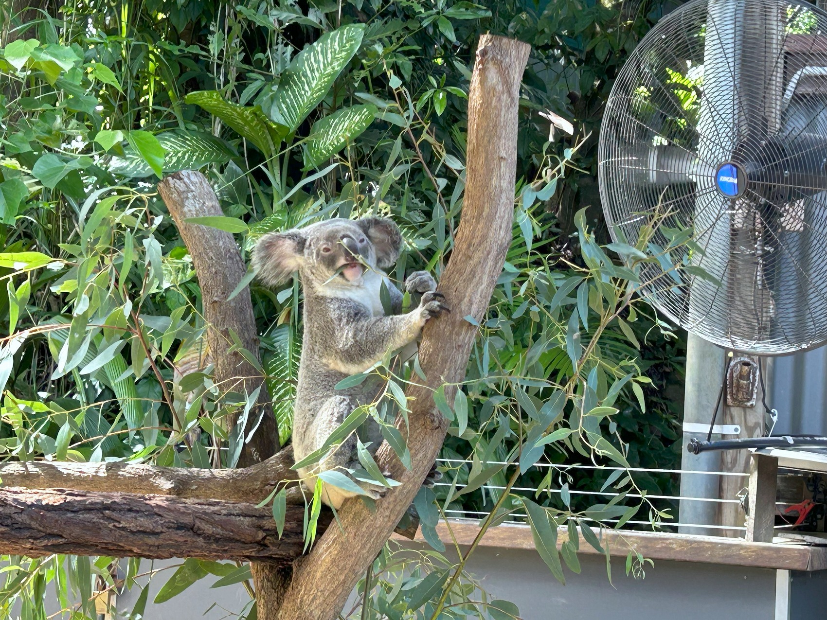 ケアンズ旅2・キュランダでコアラ抱っこ記念撮影♡